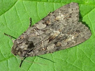 Eurois occulta