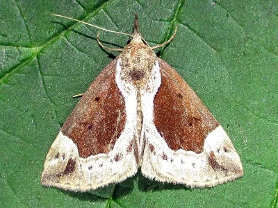 Hypena (Bomolocha) crassalis