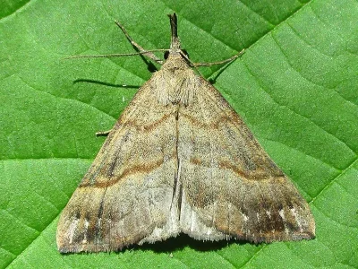 Hypena (Hypena) proboscidalis