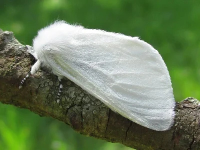 Leucoma salicis