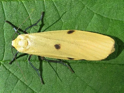 Lithosia quadra