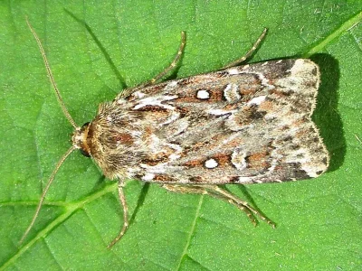 Lycophotia porphyrea