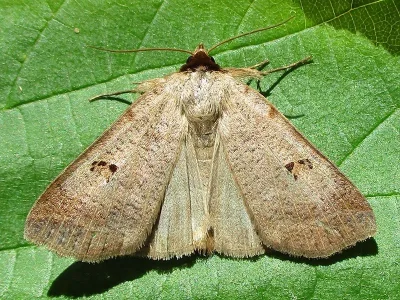 Lygephila (Lygephila) viciae