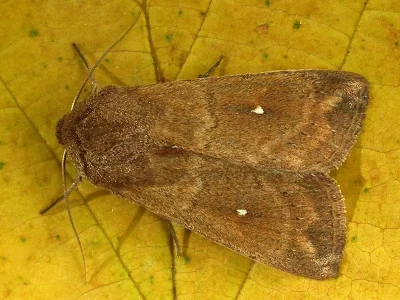 Mythimna (Hyphilare) albipuncta