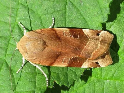 Noctua fimbriata