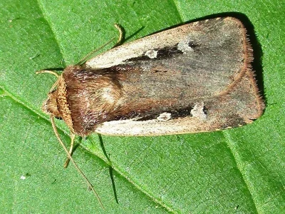 Ochropleura plecta