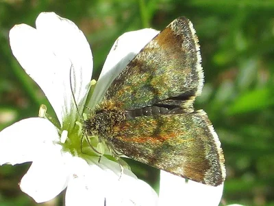 Panemeria tenebrata