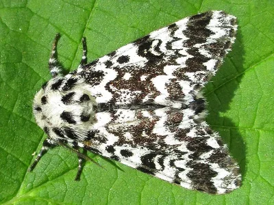 Panthea coenobita