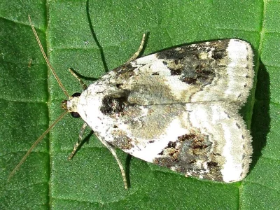 Pseudeustrotia candidula