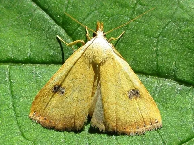 Rivula sericealis