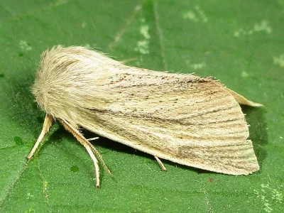 Sedina buettneri