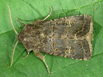 Tholera cespitis