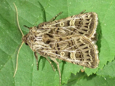 Tholera decimalis