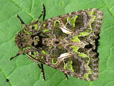 Trachea atriplicis