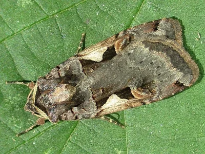 Xestia (Megasema) c-nigrum