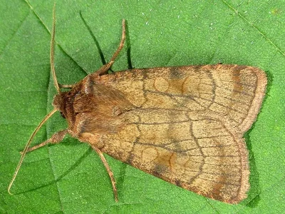 Xestia (Xestia) sexstrigata