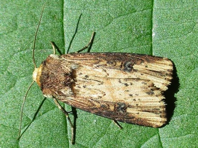 Axylia putris