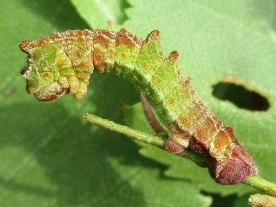 Geometra papilionaria