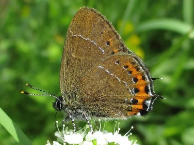 Satyrium (Strymonidia) pruni