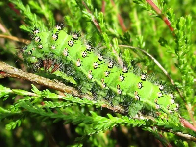 Saturnia (Eudia) pavonia