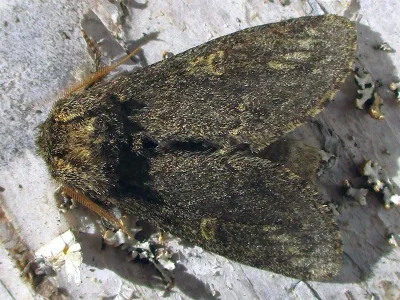 Notodonta torva