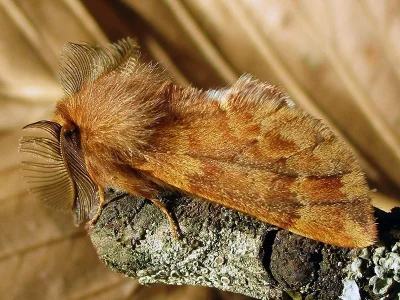 Ptilophora plumigera