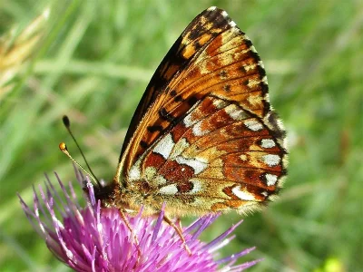 Boloria (Boloria) aquilonaris