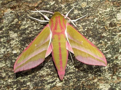 Deilephila elpenor