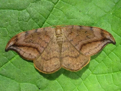 Drepana curvatula