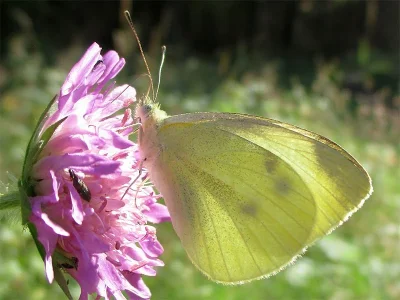 Pieris (Artogeia) rapae