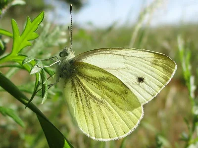 Pieris (Artogeia) napi
