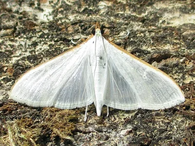 Palpita vitrealis