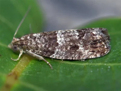Spilonota laricana