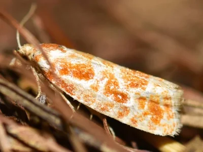 Rhyacionia pinicolana