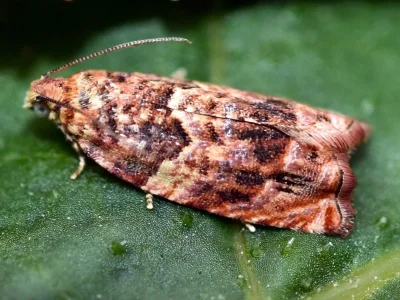 Gypsonoma minutana
