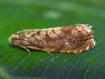 Grapholita (Aspila) lobarzewskii