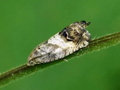 Cydia splendana
