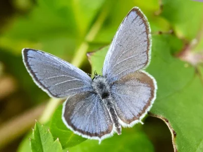 Cupido (Everes) decolorata