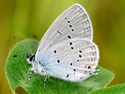 Cupido (Everes) decolorata