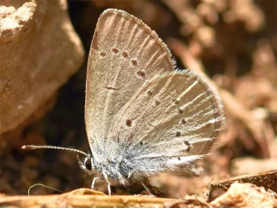 Cupido (Cupido) minimus