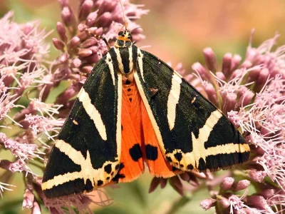 Euplagia quadripunctaria