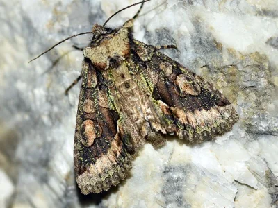 Allophyes (Allophyes) oxyacanthae