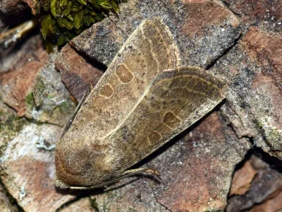 Hoplodrina ambigua
