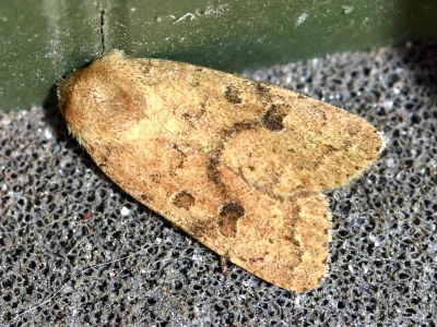 Hoplodrina octogenaria