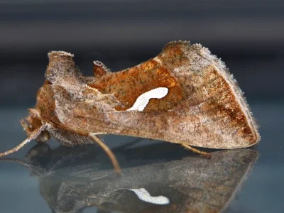 Macdunnoughia (Macdunnoughia) confusa