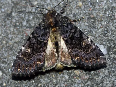 Melanchra persicariae