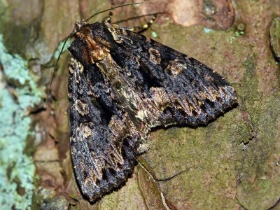 Mniotype satura