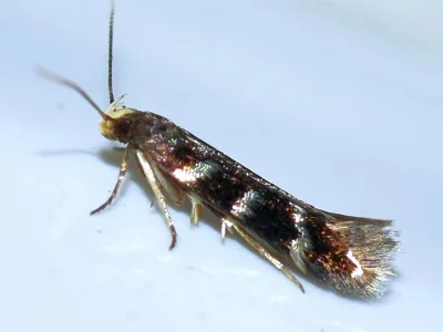 Oxypteryx wilkella