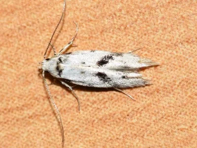 Stenolechia gemmella