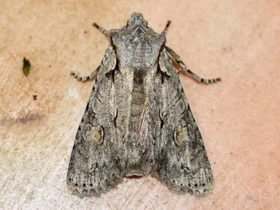 Lithophane (Lithophane) ornitopus